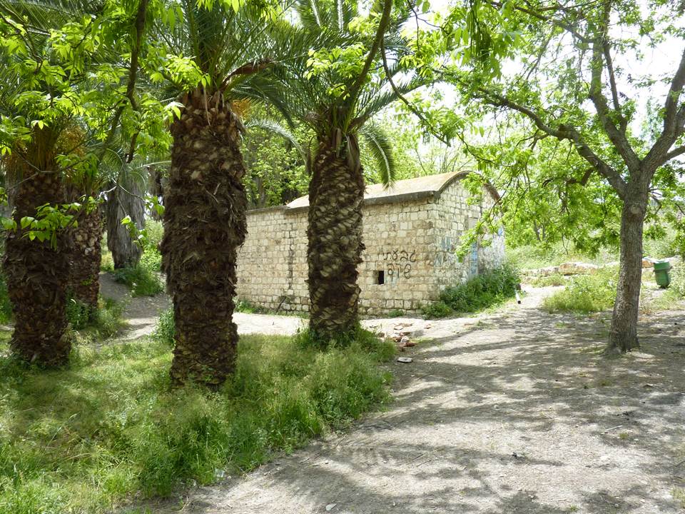 ashofet (3)