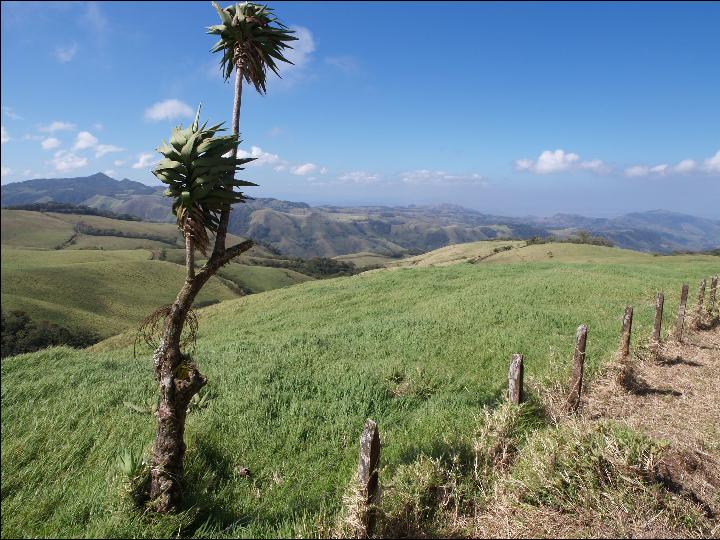 monte verde (67)