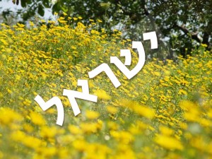 שקופית24