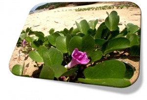 תמונה1