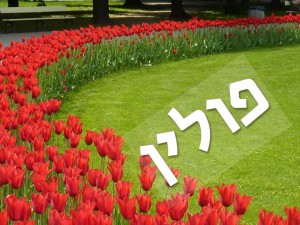 שקופית13